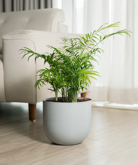 Chamaedorea Palm Plant With Extra Large Metal Self Watering Pot