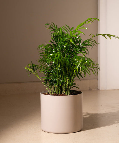 Chamaedorea Palm Plant With Large Metal Self Watering Pot