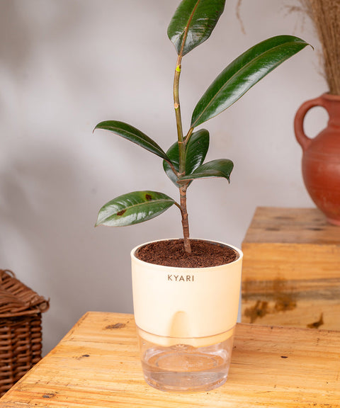 Black Rubber Plant with Self Watering Pot