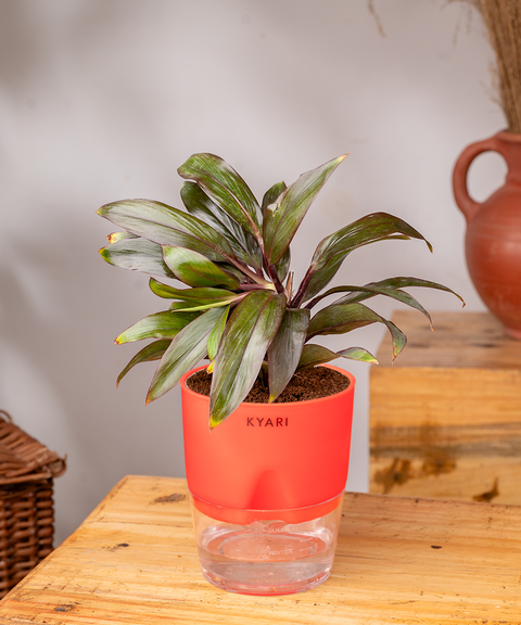 Dracaena Compacta Plant with self watering pot - Cred