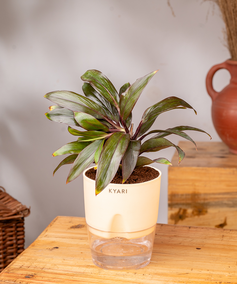Dracaena Compacta Plant with self watering pot - Cred