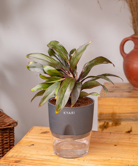 Dracaena Compacta Plant with self watering pot - Cred