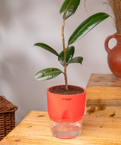 Black Rubber Plant with Self Watering Pot