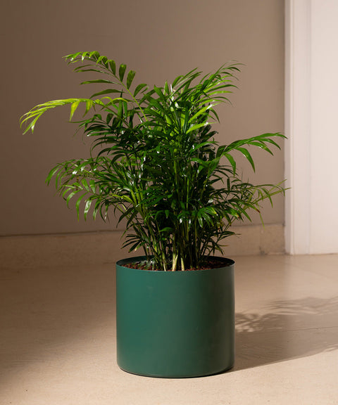 Chamaedorea Palm Plant With Large Metal Self Watering Pot