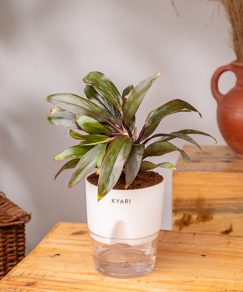 Dracaena Compacta Plant with self watering pot - Cred
