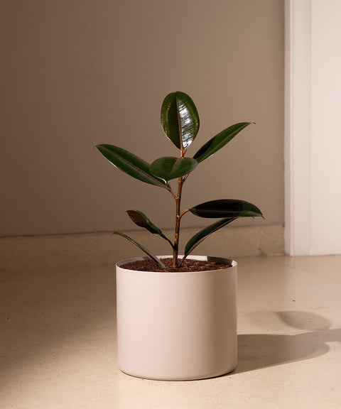 Black Rubber with Zen Metal Planter