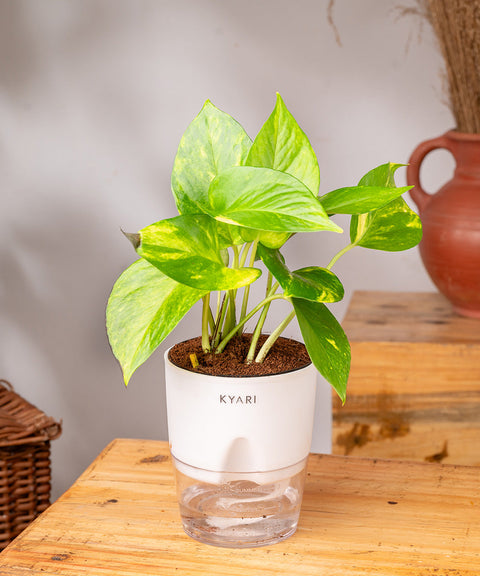 Money Variegated Plant With Self Watering Pot - CRED
