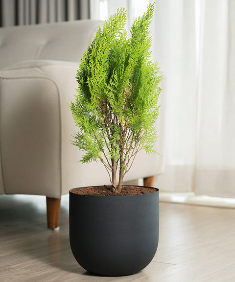 Thuja Plant with Extra Large Metal Self Watering Pot