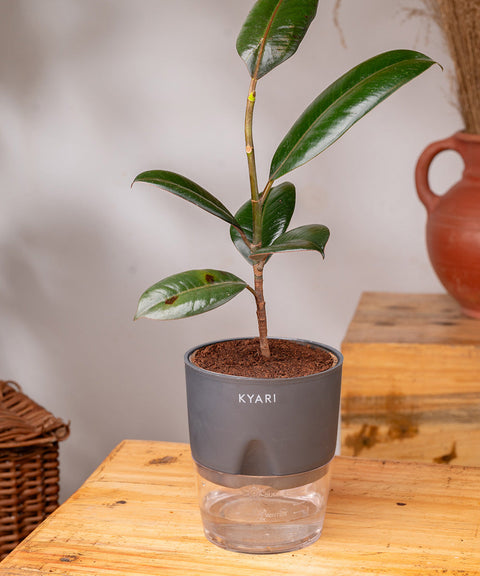 Black Rubber Plant with Self Watering Pot