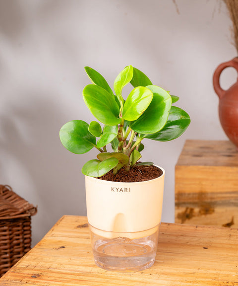 Peperomia Green Plant Paytm