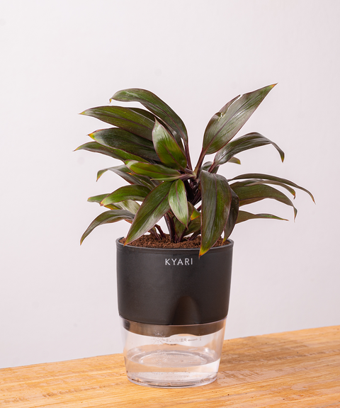 Dracaena Compacta Plant with self watering pot - Cred