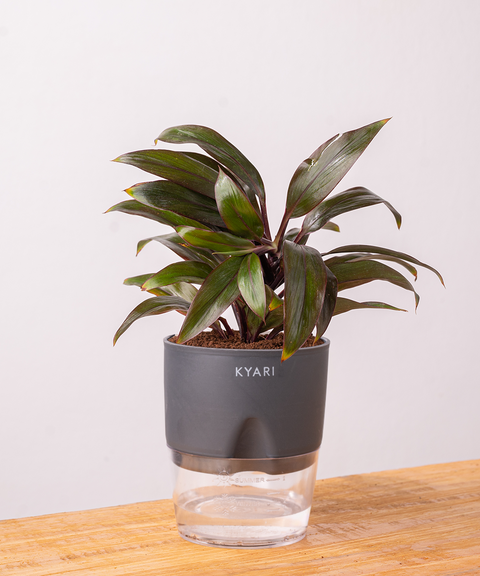 Dracaena Compacta Plant with self watering pot - Cred