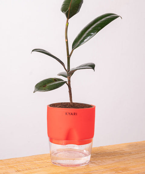 Black Rubber Plant with Self Watering Pot