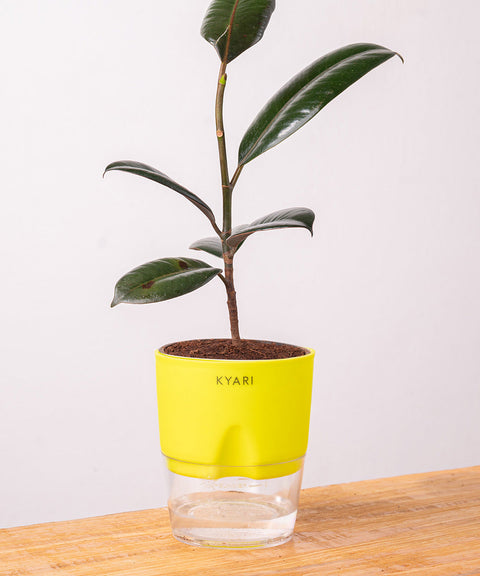 Black Rubber Plant with Self Watering Pot