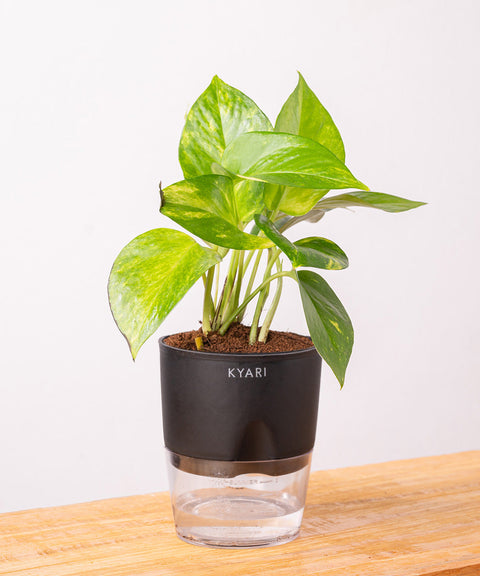 Money Variegated Plant With Self Watering Pot - CRED