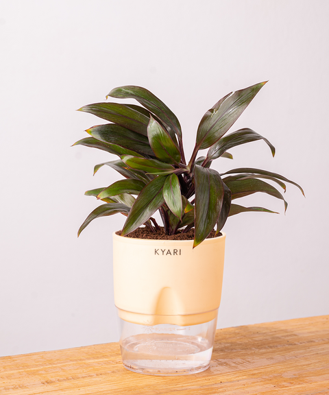 Dracaena Compacta Plant with self watering pot - Cred