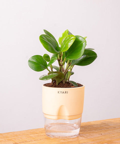 Peperomia Green Plant Paytm