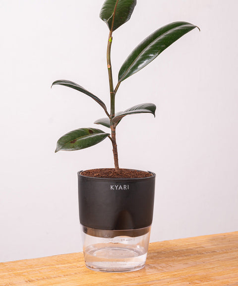 Black Rubber Plant with Self Watering Pot