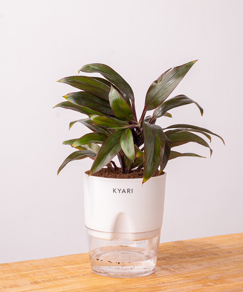Dracaena Compacta Plant with self watering pot - Cred