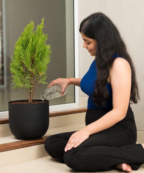 Thuja Plant with Extra Large Metal Self Watering Pot
