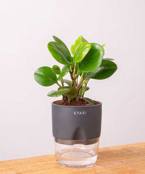 Peperomia Green Plant Paytm
