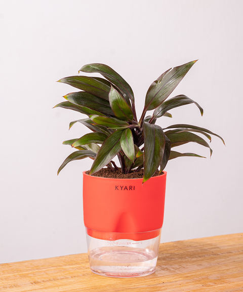 Dracaena Compacta Plant with self watering pot - Cred