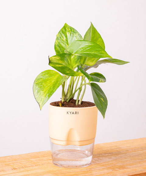 Money Variegated Plant With Self Watering Pot - CRED