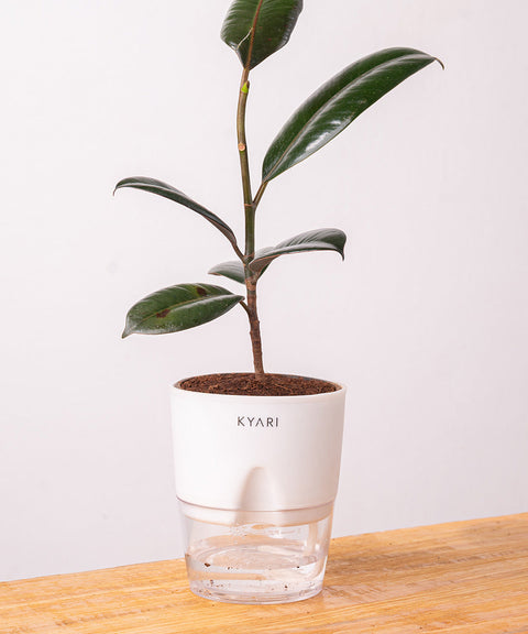 Black Rubber Plant with Self Watering Pot