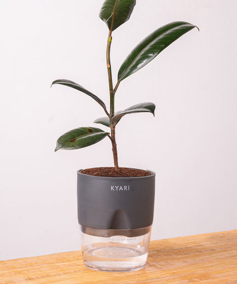 Black Rubber Plant with Self Watering Pot