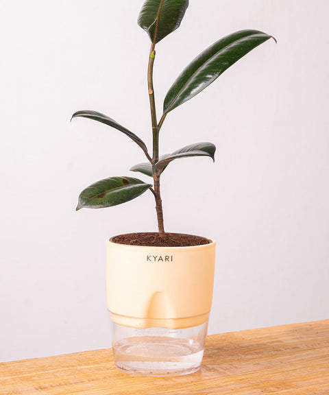 Black Rubber Plant with Self Watering Pot