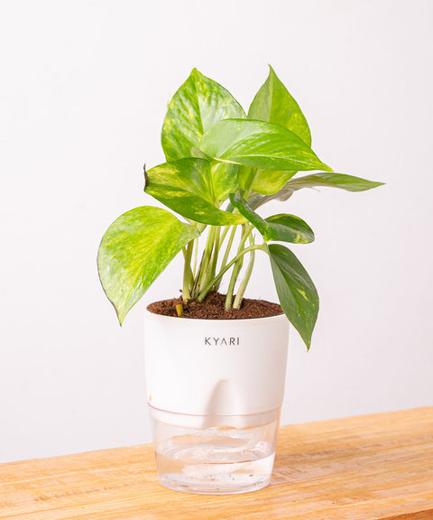 Money Variegated Plant With Self Watering Pot - CRED
