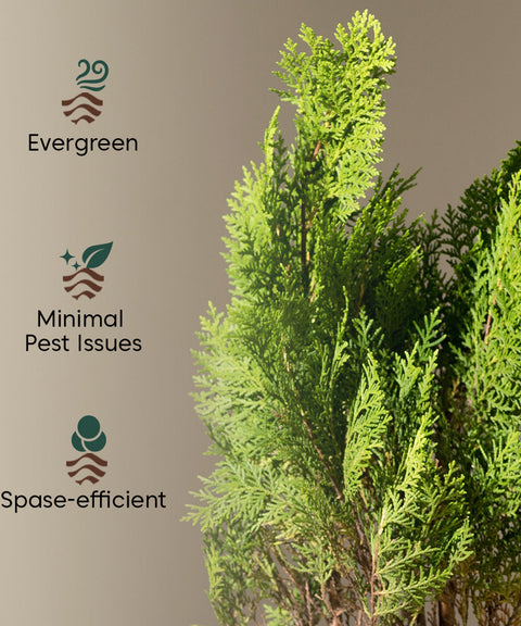 Thuja Plant with Extra Large Metal Self Watering Pot