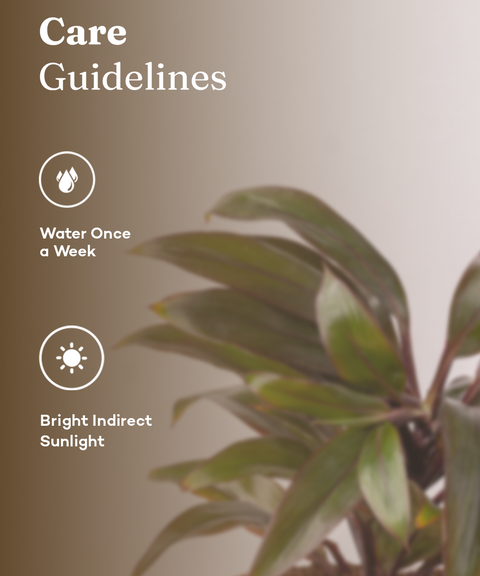 Dracaena Compacta Plant with self watering pot - Cred