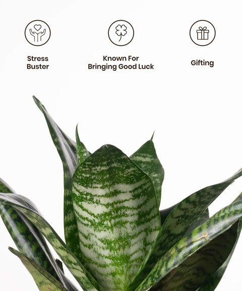 KYARI Sansevieria Green Snake plant with self watering pot