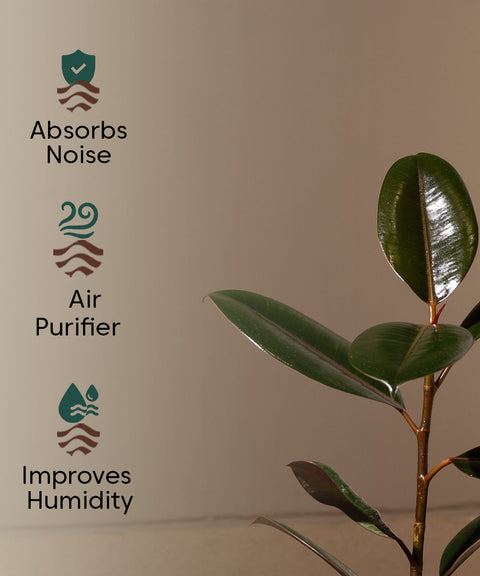 Black Rubber with Arbor Metal Planter