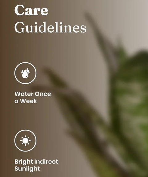 KYARI Sansevieria Green Snake plant with self watering pot