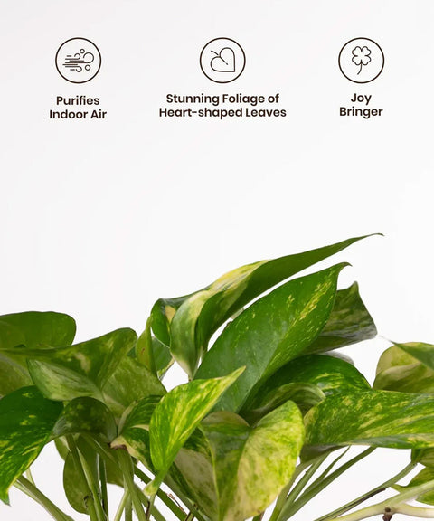 Money Variegated Plant With Self Watering Pot - CRED