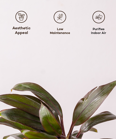 Dracaena Compacta Plant with self watering pot - Cred