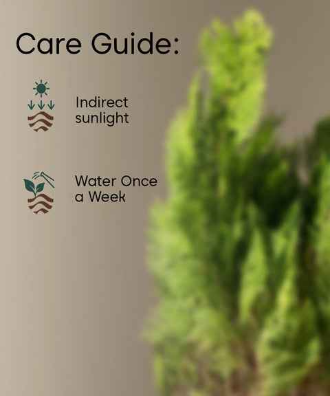 Thuja Plant with Extra Large Metal Self Watering Pot
