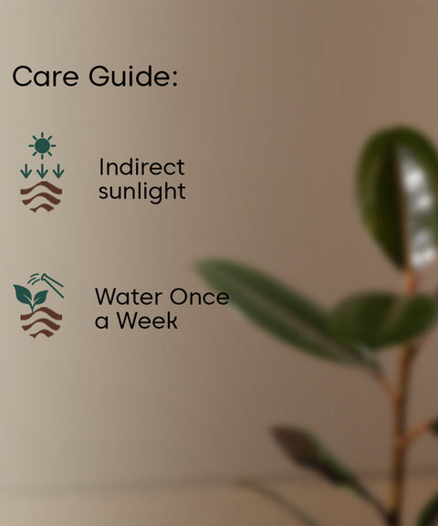 Black Rubber Plant with Self Watering Pot