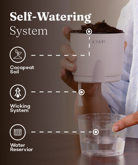 KYARI Sansevieria Green Snake plant with self watering pot