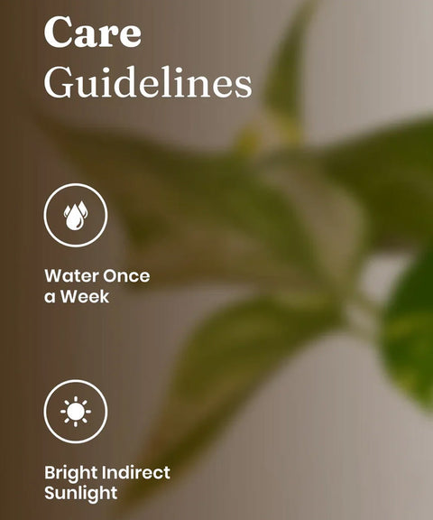 Money Variegated Plant With Self Watering Pot - CRED