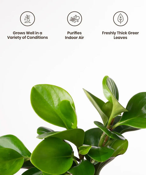 Peperomia Green Plant Paytm