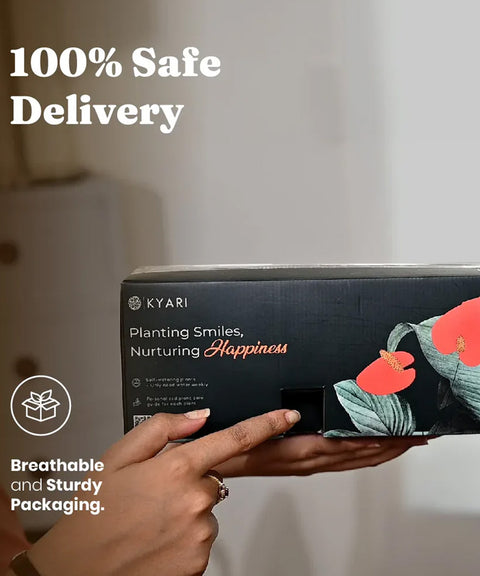 KYARI Sansevieria Green Snake plant with self watering pot