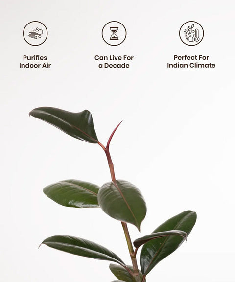 Black Rubber Plant with Self Watering Pot