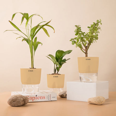 Set of 3 - ZZ - Zamia Green & Lucky Jade & Areca Palm Plant