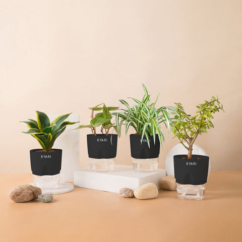 Set of 4 - Betel Leaf & Lucky Jade & Golden Hahnii Snake & Spider Plant