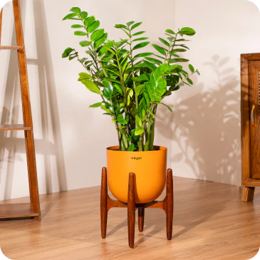 Plants with Extra Large Pots