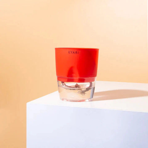 Kyari Poetic Pot Combo of 3 Red