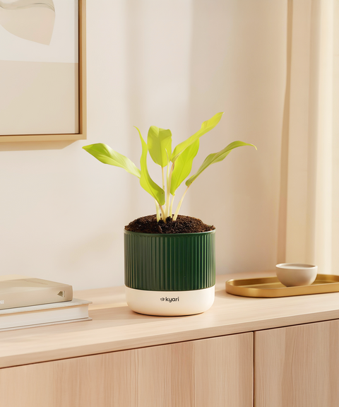 Golden Ceylon Plant With Mylo Self Watering Pot -  Cred offer